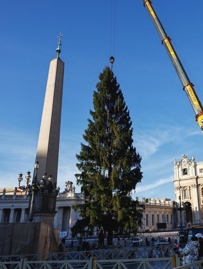 Pohon Natal Setinggi Puluhan Meter Warnai Persiapan Natal di Vatikan