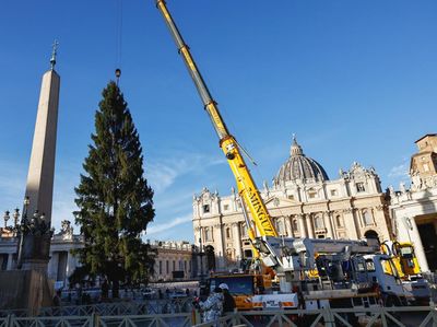 Pohon Natal Setinggi Puluhan Meter Warnai Persiapan Natal di Vatikan