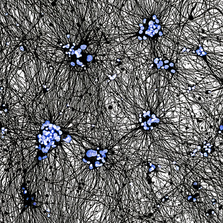 Royal Society Publishing Photography Competition 2025