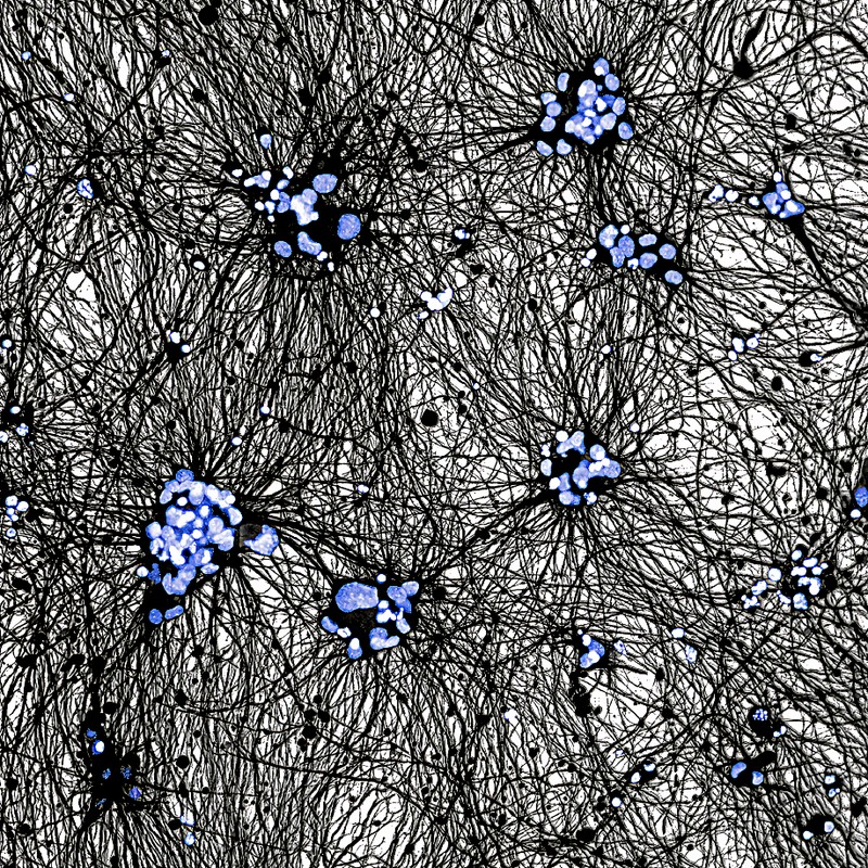 Royal Society Publishing Photography Competition 2025