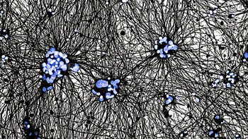 Neurite Nexus: The Blueprint of Motion karya Swetha Gurumurthy dipilih sebagai runner-up kategori Microimaging. Foto ini memperlihatkan kusutnya jaringan saraf motorik manusia yang menghubungkan sel-sel saraf individual untuk membantu pergerakan. Foto: Swetha Gurumurthy/Royal Society Publishing Photography Competition 2025