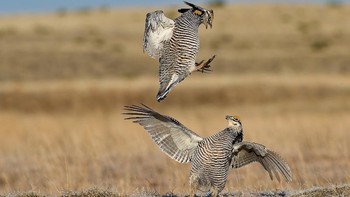 Prarie Chicken Jump Off karya Peter Hudson memenangkan kategori Behaviour. Dua ekor Greater Prairie Chicken (Tympanuchus cupido) di foto ini sedang menunjukkan kemampuan akrobatnya untuk menarik perhatian lawan jenisnya. Foto: Peter Hudson/Royal Society Publishing Photography Competition 2025