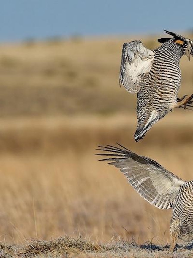 Terpukau Jawara Kontes Foto Ilmiah, Ada yang Pakai iPhone 16 Pro Max