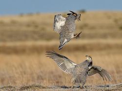 Terpukau Jawara Kontes Foto Ilmiah, Ada yang Pakai iPhone 16 Pro Max