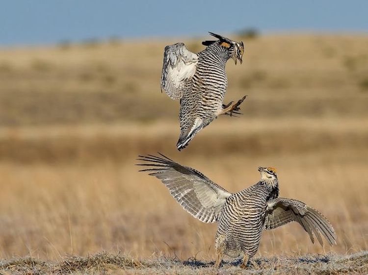 Terpukau Jawara Kontes Foto Ilmiah, Ada yang Pakai iPhone 16 Pro Max