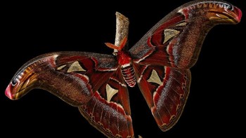 The Snake That Flies jepretan Irina Petrova Adamatzky menjadi runner-up di kategori Behaviour. Foto ini menunjukkan kupu-kupu gajah, jenis ngengat terbesar di dunia yang besar tubuhnya mencapai 30cm. Menariknya, kupu-kupu gajah yang ada di foto ini memiliki kemampuan mimikri yang luar biasa karena bisa mengubah ujung sayapnya menjadi mirip kepala ular. Foto: Irina Petrova Adamatzky/Royal Society Publishing Photography Competition 2025