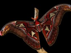 Terpukau Jawara Kontes Foto Ilmiah, Ada yang Pakai iPhone 16 Pro Max