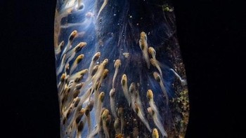 Amphibian Galaxy karya Filippo Carugati menjuarai kategori Ecology and Environmental Science. Foto ini menunjukkan kawanan kecebong yang sedang berenang di sebuah kolam kecil di hutan hujan Maromizaha di Madagaskar. Foto: Filippo Carugati/Royal Society Publishing Photography Competition 2025