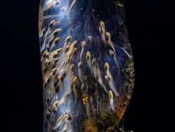 Terpukau Jawara Kontes Foto Ilmiah, Ada yang Pakai iPhone 16 Pro Max