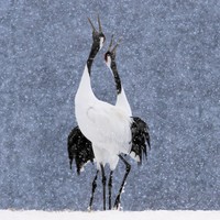 Royal Society Publishing Photography Competition 2025