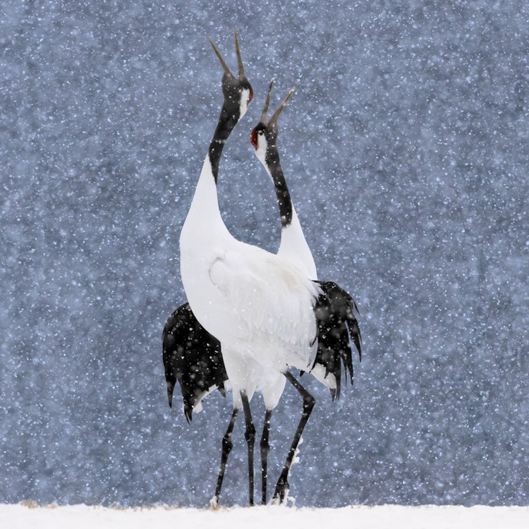 Royal Society Publishing Photography Competition 2025