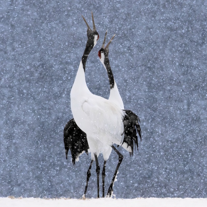 Royal Society Publishing Photography Competition 2025