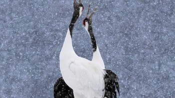 Lessons from a Forgotten Dance - Inspiration from Ainu culture to reflect on our human-nature-relationship oleh Kees Bastmeijer menjadi juara kedua di kategori Ecology and Environmental Science. Foto ini menunjukkan tarian dua ekor burung bangau bermahkota merah di Hokkaido, Jepang. Foto: Kees Bastmeijer/Royal Society Publishing Photography Competition 2025