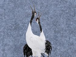 Terpukau Jawara Kontes Foto Ilmiah, Ada yang Pakai iPhone 16 Pro Max