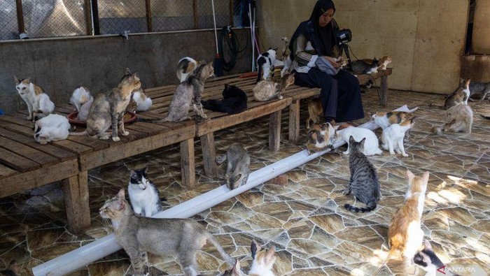 Kisah Warga Penyelamat Kucing di Tengah Banjir Bandang Sumbar