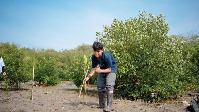 Siswa SMPN 1 Surabaya Tanam Ribuan Mangrove Cegah Abrasi dan Banjir