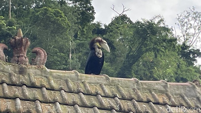 Kisah Warga Tempur Jepara Hidup Berdampingan dengan Alam Muria- Macan Tutul