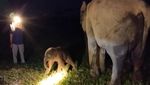 Selamat, Gajah Sumatera Lahir di TN Way Kambas