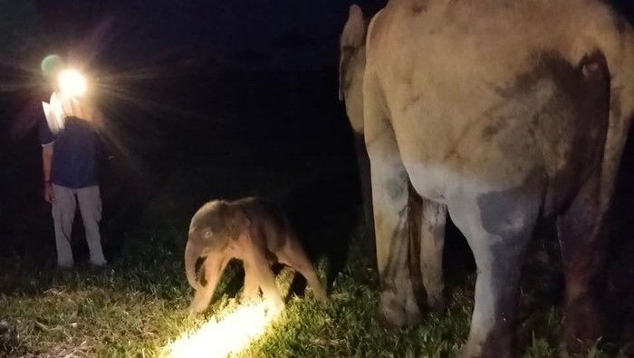 Taman Nasional Way Kambas (TNWK) di Kecamatan Labuhan Ratu, Lampung Timur mencatat kelahiran seekor anak gajah sumatera (Elephas maximus sumatranus) pada Rabu (4/12/2025) pukul 23.25 WIB. Anak gajah berjenis kelamin betina tersebut lahir dari induk bernama Yulia, gajah berusia 12 tahun yang untuk pertama kalinya melahirkan.