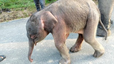 Selamat, Gajah Sumatera Lahir di TN Way Kambas