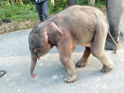 Selamat, Gajah Sumatera Lahir di TN Way Kambas
