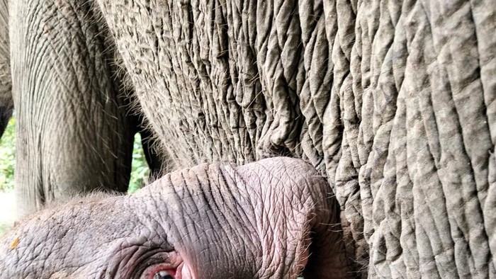 Taman Nasional Way Kambas (TNWK) di Kecamatan Labuhan Ratu, Lampung Timur mencatat kelahiran seekor anak gajah sumatera (Elephas maximus sumatranus) pada Rabu (4/12/2025) pukul 23.25 WIB. Anak gajah berjenis kelamin betina tersebut lahir dari induk bernama Yulia, gajah berusia 12 tahun yang untuk pertama kalinya melahirkan. Taman Nasional Way Kambas (TNWK) di Kecamatan Labuhan Ratu, Lampung Timur mencatat kelahiran seekor anak gajah sumatera (Elephas maximus sumatranus) pada Rabu (4/12/2025) pukul 23.25 WIB. Anak gajah berjenis kelamin betina tersebut lahir dari induk bernama Yulia, gajah berusia 12 tahun yang untuk pertama kalinya melahirkan.