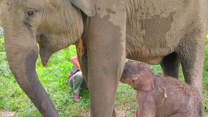 Taman Nasional Way Kambas (TNWK) di Kecamatan Labuhan Ratu, Lampung Timur mencatat kelahiran seekor anak gajah sumatera (Elephas maximus sumatranus) pada Rabu (4/12/2025) pukul 23.25 WIB. Anak gajah berjenis kelamin betina tersebut lahir dari induk bernama Yulia, gajah berusia 12 tahun yang untuk pertama kalinya melahirkan. Taman Nasional Way Kambas (TNWK) di Kecamatan Labuhan Ratu, Lampung Timur mencatat kelahiran seekor anak gajah sumatera (Elephas maximus sumatranus) pada Rabu (4/12/2025) pukul 23.25 WIB. Anak gajah berjenis kelamin betina tersebut lahir dari induk bernama Yulia, gajah berusia 12 tahun yang untuk pertama kalinya melahirkan.
