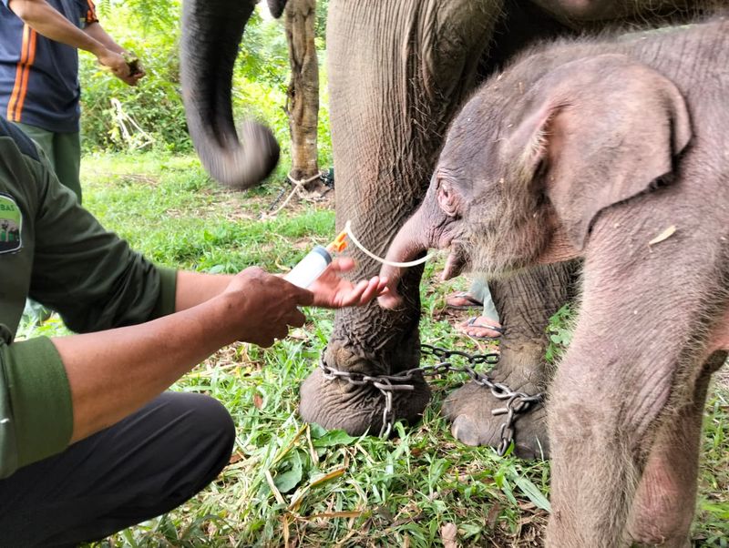 Taman Nasional Way Kambas (TNWK) di Kecamatan Labuhan Ratu, Lampung Timur mencatat kelahiran seekor anak gajah sumatera (Elephas maximus sumatranus) pada Rabu (4/12/2025) pukul 23.25 WIB. Anak gajah berjenis kelamin betina tersebut lahir dari induk bernama Yulia, gajah berusia 12 tahun yang untuk pertama kalinya melahirkan. Taman Nasional Way Kambas (TNWK) di Kecamatan Labuhan Ratu, Lampung Timur mencatat kelahiran seekor anak gajah sumatera (Elephas maximus sumatranus) pada Rabu (4/12/2025) pukul 23.25 WIB. Anak gajah berjenis kelamin betina tersebut lahir dari induk bernama Yulia, gajah berusia 12 tahun yang untuk pertama kalinya melahirkan.