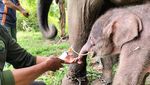 Selamat, Gajah Sumatera Lahir di TN Way Kambas