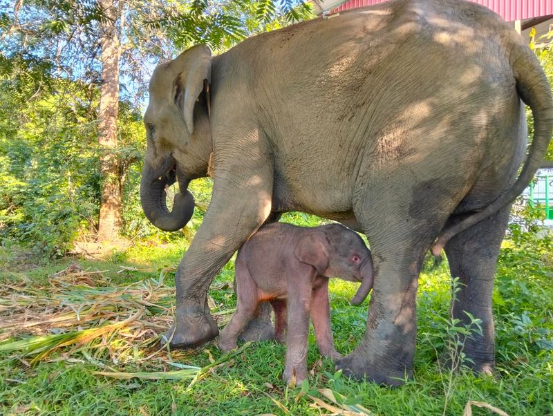 Taman Nasional Way Kambas (TNWK) di Kecamatan Labuhan Ratu, Lampung Timur mencatat kelahiran seekor anak gajah sumatera (Elephas maximus sumatranus) pada Rabu (4/12/2025) pukul 23.25 WIB. Anak gajah berjenis kelamin betina tersebut lahir dari induk bernama Yulia, gajah berusia 12 tahun yang untuk pertama kalinya melahirkan. Taman Nasional Way Kambas (TNWK) di Kecamatan Labuhan Ratu, Lampung Timur mencatat kelahiran seekor anak gajah sumatera (Elephas maximus sumatranus) pada Rabu (4/12/2025) pukul 23.25 WIB. Anak gajah berjenis kelamin betina tersebut lahir dari induk bernama Yulia, gajah berusia 12 tahun yang untuk pertama kalinya melahirkan.