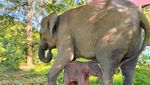 Selamat, Gajah Sumatera Lahir di TN Way Kambas