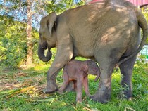 7 Pusat Konservasi Gajah di Indonesia, Kondisinya Ada yang Tak Baik-baik Saja