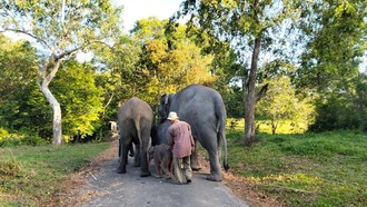 Taman Nasional Way Kambas Masih Terbakar, Gajah Liar Dipastikan Aman