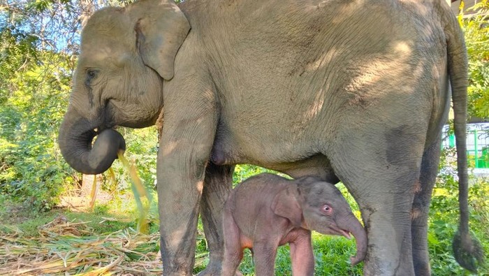 Taman Nasional Way Kambas (TNWK) di Kecamatan Labuhan Ratu, Lampung Timur mencatat kelahiran seekor anak gajah sumatera (Elephas maximus sumatranus)