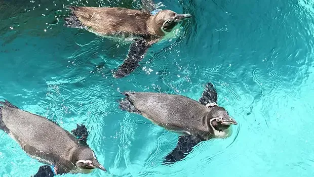 Taman Safari Prigen Taman Safari Prigen