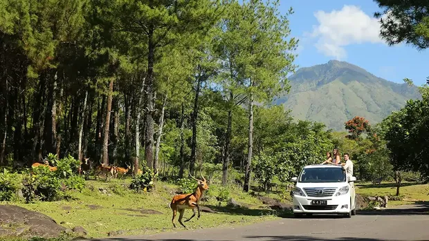 Taman Safari Prigen Taman Safari Prigen