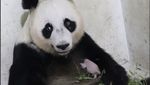 Kenalkan Satrio, Bayi Panda Pertama yang Lahir di Indonesia