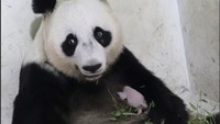 Sudah 40 Hari Lahir, Bayi Panda Satrio Belum Bisa Dilihat Publik