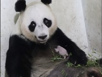 Arti Satrio Wiratama Si Bocil Panda Taman Safari, Namanya Dikasih Prabowo