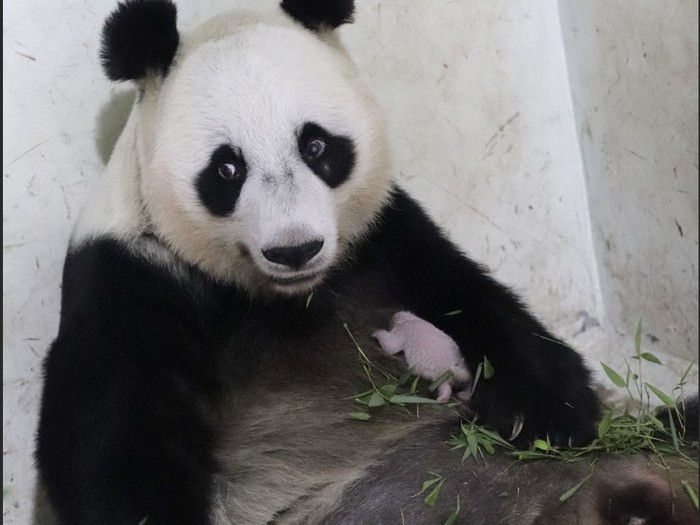 Sudah 40 Hari Lahir, Bayi Panda Satrio Belum Bisa Dilihat Publik