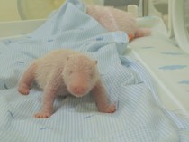 Buktikan Kepercayaan China, Indonesia Sukses Lahirkan Giant Panda