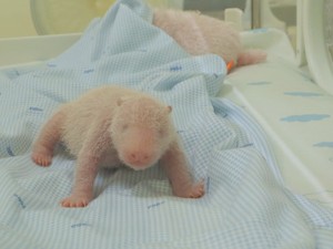 Buktikan Kepercayaan China, Indonesia Sukses Lahirkan Giant Panda