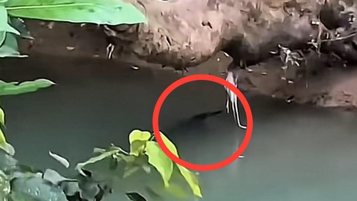 Buaya 3 Meter Muncul di Sungai Pasang Bone Bikin Warga Ketakutan