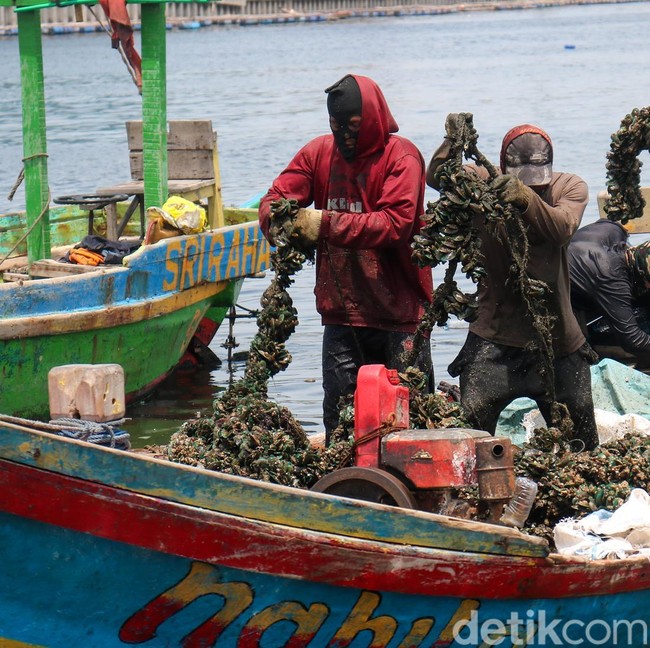 Denyut Ekonomi Pesisir Cilincing Tetap Hidup di Tengah Tumpukan Cangkang Kerang