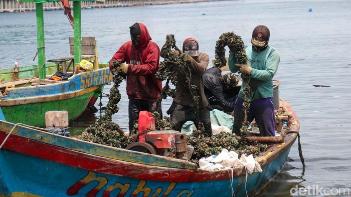 Denyut Ekonomi Pesisir Cilincing Tetap Hidup di Tengah Tumpukan Cangkang Kerang Nelayan tampak bergantian tiba di kawasan pesisir Cilincing, Jakarta Utara, Senin (8/12/2025), untuk mencari rezeki di tengah cuaca yang tidak menentu. Aktivitas rutin ini menjadi denyut ekonomi masyarakat pesisir.