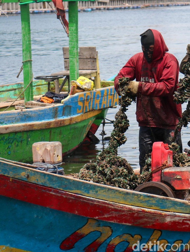 Denyut Ekonomi Pesisir Cilincing Tetap Hidup di Tengah Tumpukan Cangkang Kerang