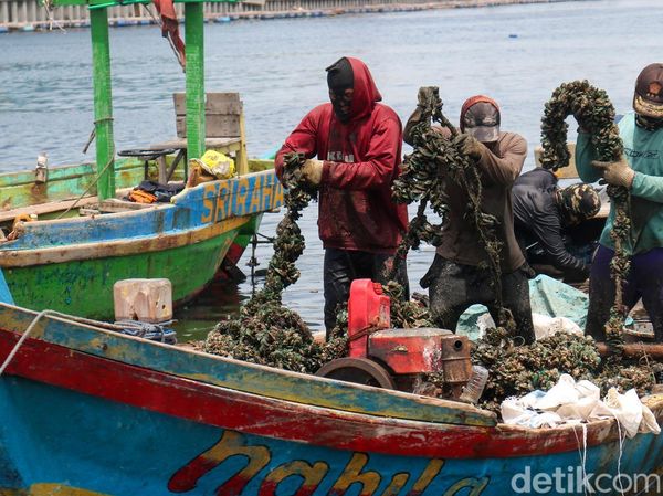 Denyut Ekonomi Pesisir Cilincing Tetap Hidup di Tengah Tumpukan Cangkang Kerang