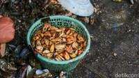Kerang hijau yang telah dipisahkan dan dibersihkan ini dipasarkan dengan harga Rp25.000–Rp30.000 per kilogram, menjadi sumber pendapatan utama bagi para pekerja dan nelayan.