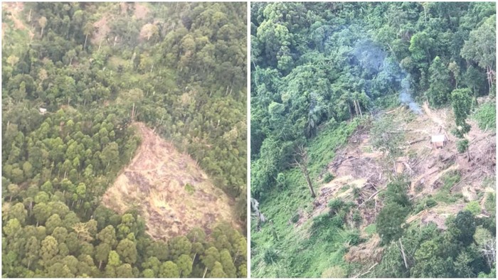 Polisi Amankan Pekerja hingga Mandor di Lokasi Pembalakan Hutan di Lampung