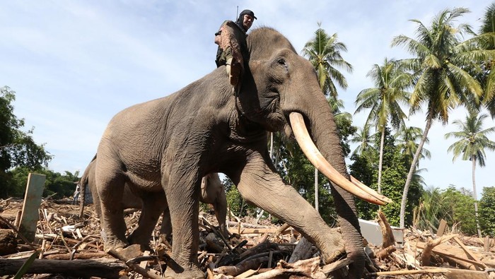 Pakar Kritik Pengerahan Gajah untuk Bersihkan Puing Banjir Sumatera